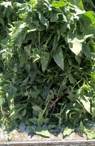 فروش اسفناج