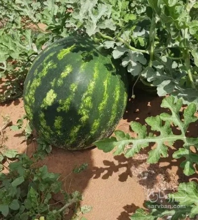 فروش هندوانه