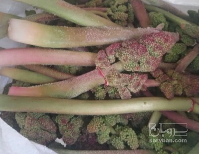 فروش ریواس(گل ریواس) (گیاه‌ دارویی)