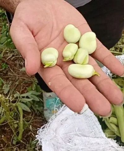 فروش باقلا تازه - باقالی - باقالا
