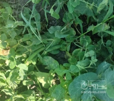 فروش نخود فرنگی