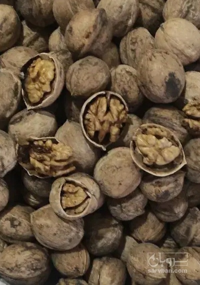 فروش گردو