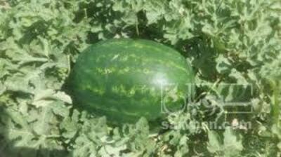 فروش هندوانه بیضی