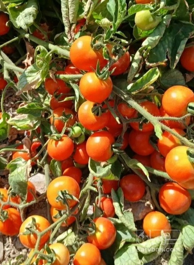 فروش گوجه فرنگی