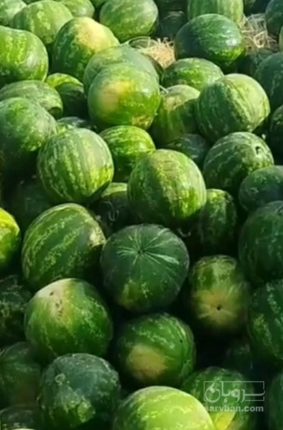فروش هندوانه