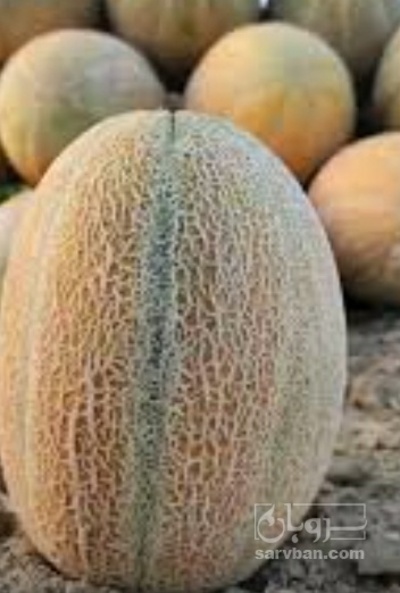 فروش طالبی احمدی