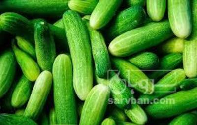فروش خیار