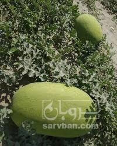 فروش هندوانه