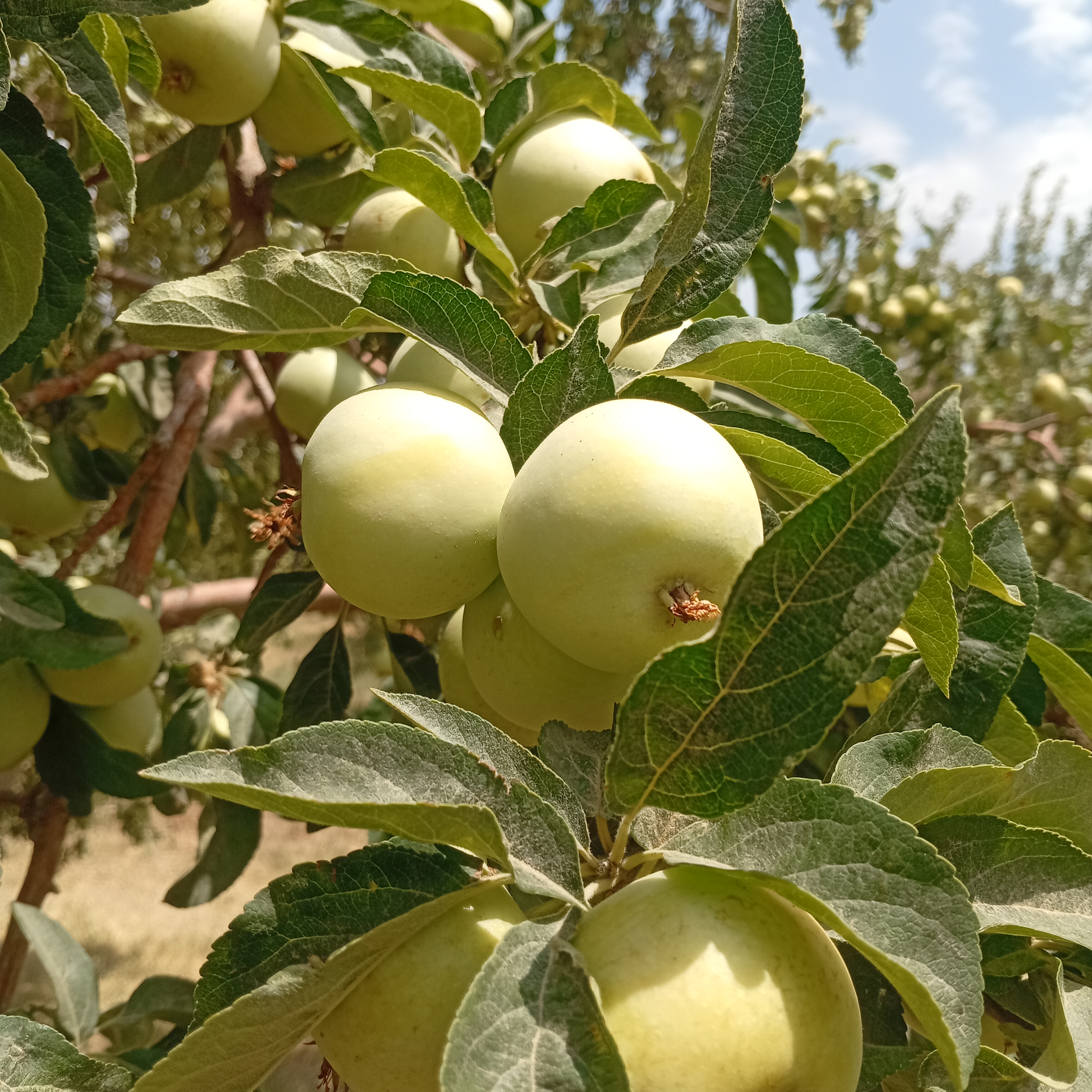 فروش سیب