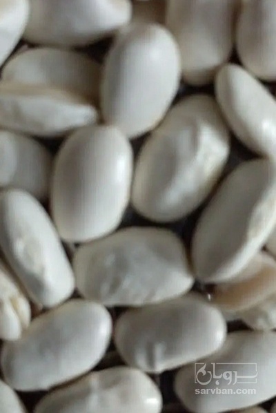 فروش لوبیا سفید