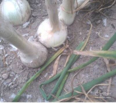 فروش پیاز