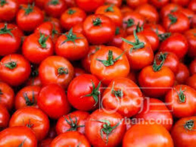 فروش گوجه فرنگی