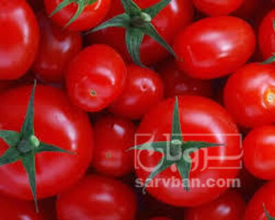 فروش گوجه فرنگی