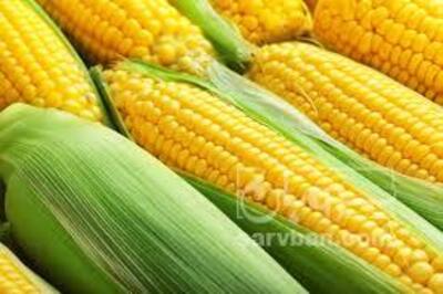 فروش ذرت