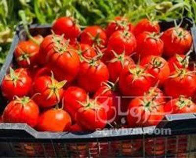 فروش گوجه فرنگی
