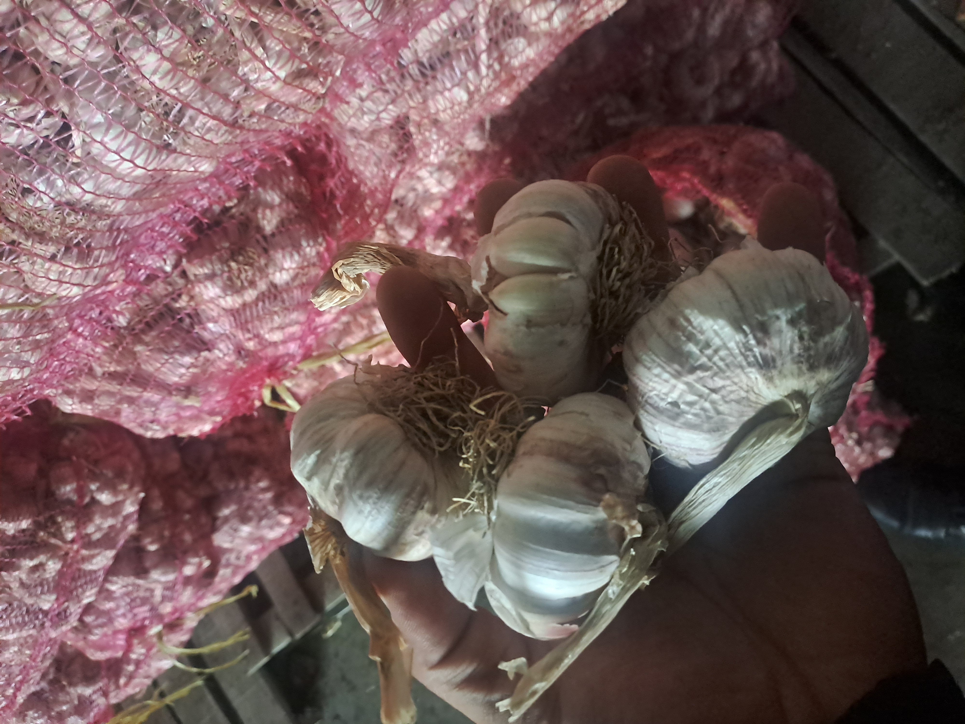 فروش سیر