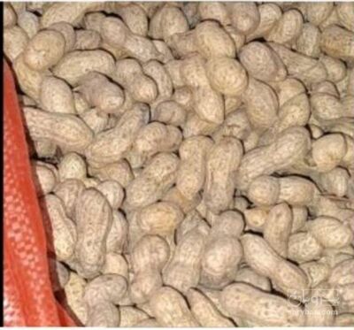 فروش بادام زمینی غلافدار