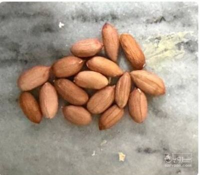 فروش بادام زمینی