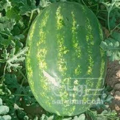 فروش هندوانه