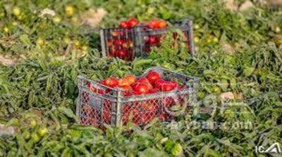 فروش گوجه فرنگی