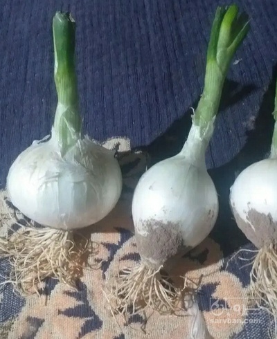 فروش پیاز