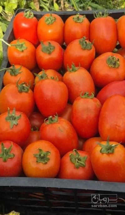 فروش گوجه فرنگی