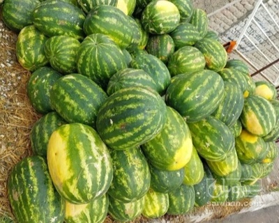 فروش هندوانه