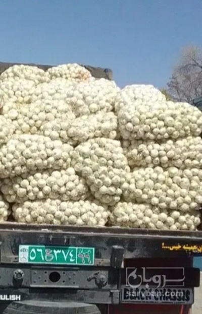 فروش پیاز
