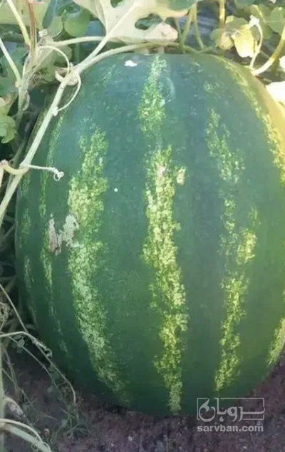 فروش هندوانه