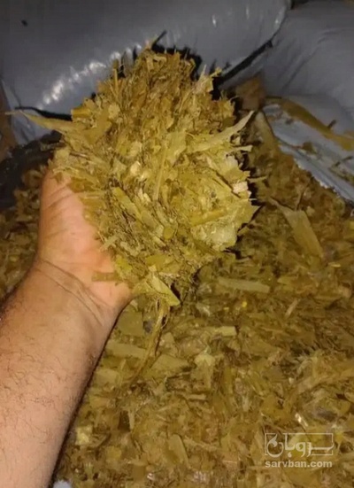 فروش ذرت علوفه ای