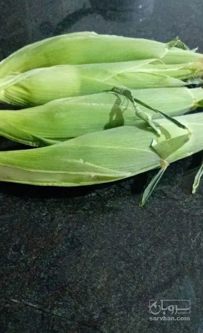 فروش ذرت