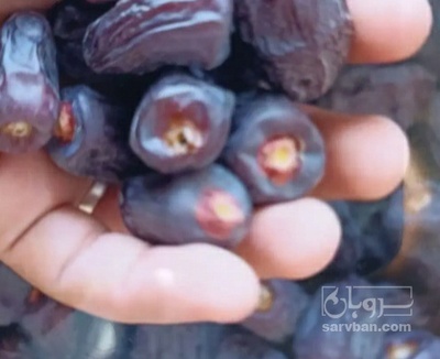 فروش خرما