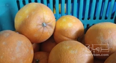 فروش پرتقال