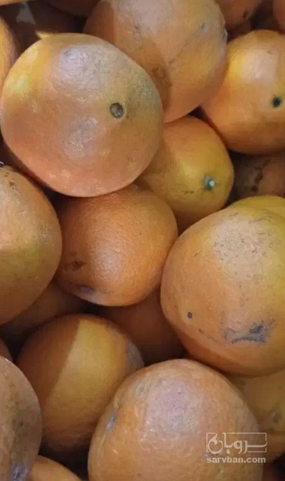 فروش پرتقال