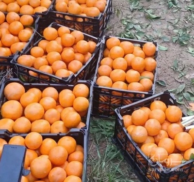 فروش نارنگی