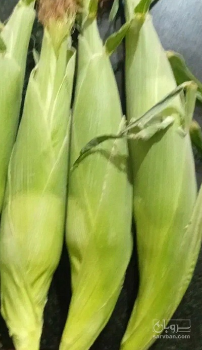فروش ذرت
