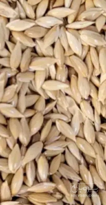 فروش کتان (گیاه الیافی)
