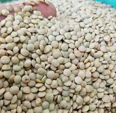 فروش عدس