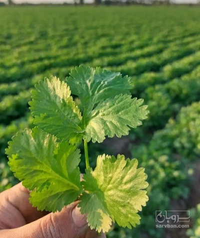 فروش گشنیز