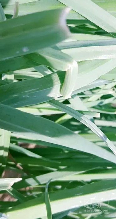فروش تره