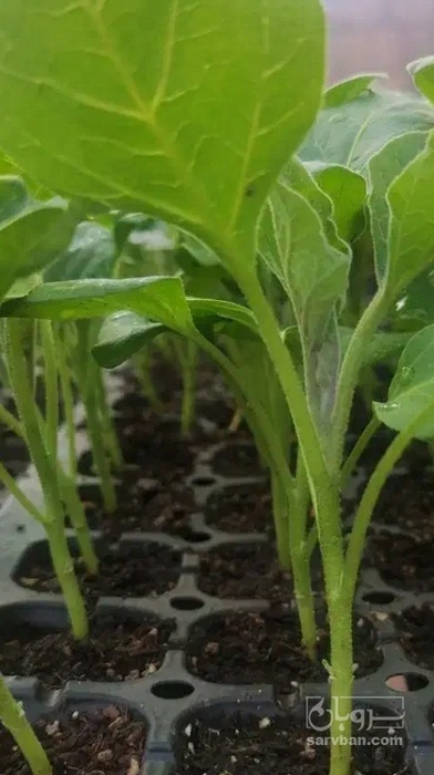 فروش نشا گوجه فرنگی