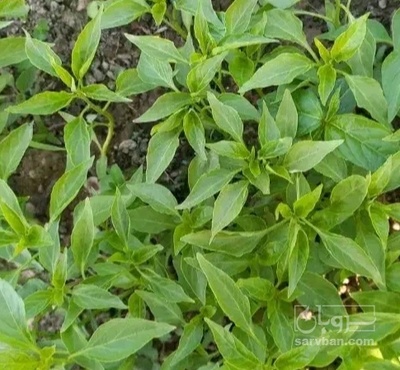 فروش نشا بادمجان