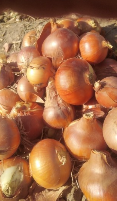 فروش پیاز