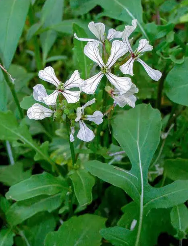 فروش منداب (گیاه‌ دارویی)