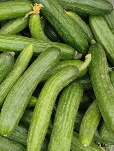 فروش خیار
