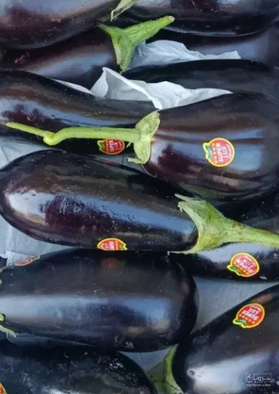 فروش بادمجان