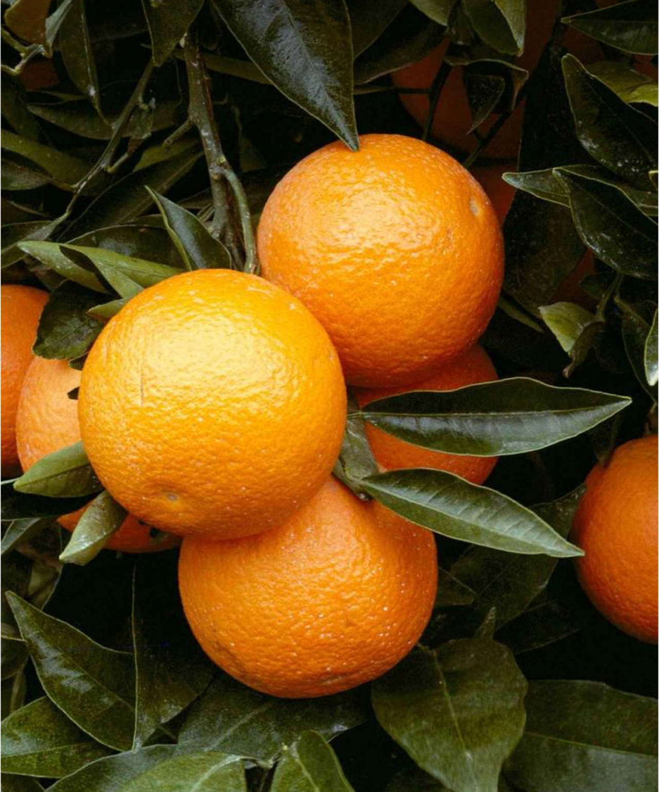 فروش پرتقال خونی