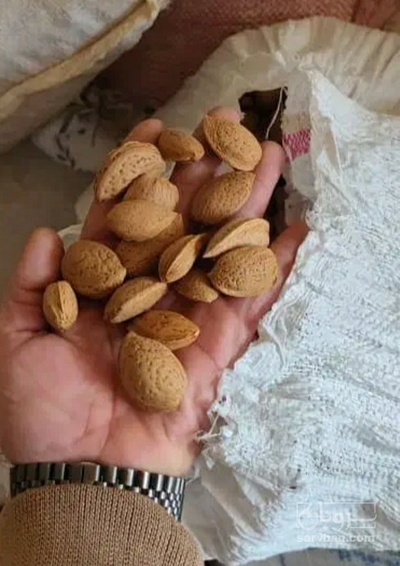 فروش بادام