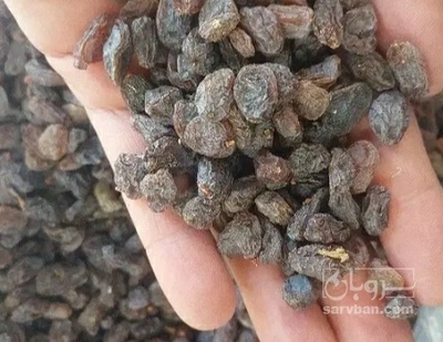 فروش مویز