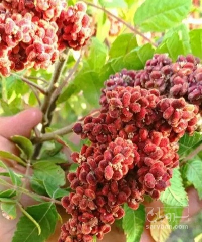 فروش سماق